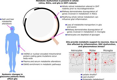 Glial metabolic alterations during glaucoma pathogenesis